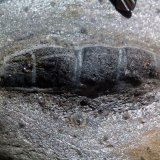 Pseudomorfo de andalucita en micaesquisto grafitoso con quiastolita (metacorneana quiastolítica)
Cristal de casi 4 cm.
(Autor: prcantos)
