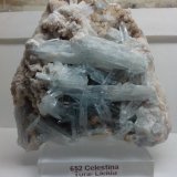 Celestina
8 x 8 x 5 cm
(Autor: DavidSG)