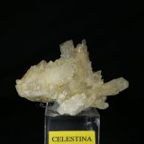 Celestina
6cm x 4cm
(Autor: srm13151)