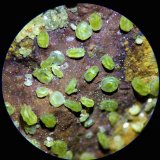 Mimetita
C.d.v. 0,2 x 0,2 cm
(Autor: carles)
