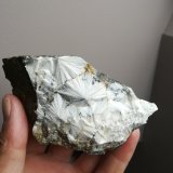 Escolecita
10x7 cm aprox
(Autor: ximocompany)