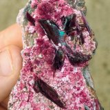 Eritrita (Eritrina)
6,2 x 3,8 cm.
(Autor: carles)