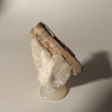 Sillimanita
50 x 39 mm
(Autor: Sante Celiberti)