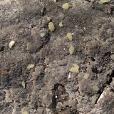 Pirita, Azufre
180 x 100 mm
(Autor: Sante Celiberti)