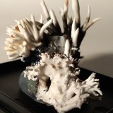 Aragonito (variedad flos ferri)
47 x 36 mm
(Autor: Sante Celiberti)