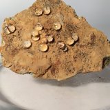 Melanoflogita
42,8 x 31,7 mm
(Autor: Sante Celiberti)
