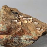 Melanoflogita
42,8 x 31,7 mm
(Autor: Sante Celiberti)