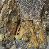 Stibnita (Estibina), Estibiconita, Azufre
165 x 80 mm.
(Autor: Sante Celiberti)