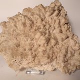 Ankerita pseudomórfica de Anhidrita, Celestina
190 x 160 mm
(Autor: Sante Celiberti)
