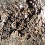 Hedenbergita, Ilvaita, Pirita, Esfalerita
132 x 85 mm
(Autor: Sante Celiberti)
