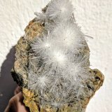 Yeso
8,0 x 9,4 cm.
(Autor: carles)