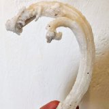 Yeso
11,1 x 4,1 cm.
(Autor: carles)