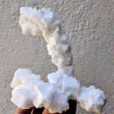 Halita
9,8 x 7,2 cm.
(Autor: carles)
