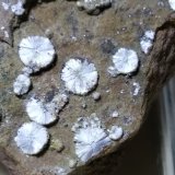 Dawsonita
45 x 33 mm
(Autor: Sante Celiberti)