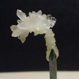 Cuarzo, Yeso
17 x 15 mm
(Autor: Sante Celiberti)