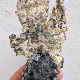 Plata
15,0 x 7,8 cm.
(Autor: carles)