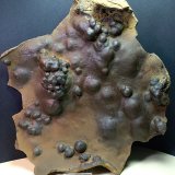 Goethita
280 x 240 mm
(Autor: Sante Celiberti)