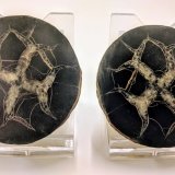 Calcita (variedad septaria)
5,0 x 4,9 cm.
(Autor: carles)