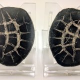 Calcita (variedad septaria)
4,1 x 5,0 cm.
(Autor: carles)