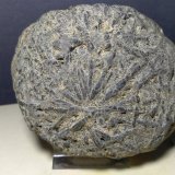 Andalucita (variedad quiastolita)
96 x 83 mm
(Autor: Sante Celiberti)