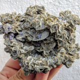 Siderita, Fluorapatito, Muscovita
9,8 x 8,2 cm.
(Autor: carles)