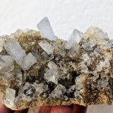 Celestina
7,0 x 4,8 cm.
(Autor: carles)