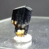 Schorlo
13,7 x 7 mm
(Autor: Sante Celiberti)