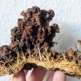 Yeso
11,3 x 7,5 cm.
(Autor: carles)