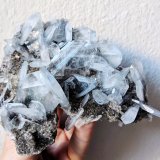 Celestina
12,0 x 10,3 cm.
(Autor: carles)