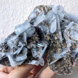 Celestina
12,0 x 10,3 cm.
(Autor: carles)