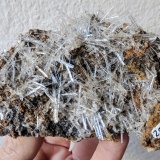 Yeso
10,5 x 6,4 cm.
(Autor: carles)