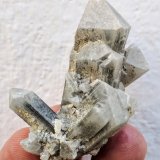 Celestina
4,5 x 3,0 cm.
(Autor: carles)