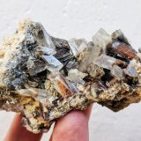 Celestina
7,7 x 4,0 cm.
(Autor: carles)