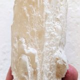 Celestina
12,5 x 3,6 cm.
(Autor: carles)