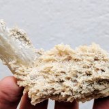 Celestina
9,2 x 4,5 cm.
(Autor: carles)