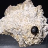 glauconita
52 x 42 mm
(Autor: Sante Celiberti)