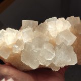Halita
14 cm
(Autor: Cesar M. Salvan)
