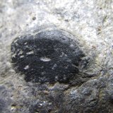 Cloritoide
18 x 11 mm.
(Autor: prcantos)