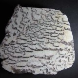 Granito gráfico
12 x 12 cm.
(Autor: prcantos)