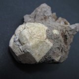 Leucita
5 x 5 cm.
(Autor: prcantos)