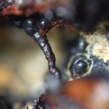 Goethita
3 mm.
(Autor: usoz)