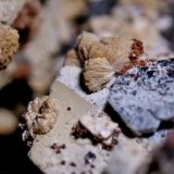 Titanita, Hematites, Chamosita, Fluorita.
3 mm.
(Autor: usoz)