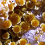 Cacoxeno
encuadre 3 mm
(Autor: usoz)