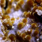 Cacoxeno
encuadre 3 mm
(Autor: usoz)