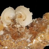 Yeso
115 x 55 mm
(Autor: carles)
