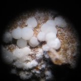 Fluorapatito (var. Carbonato-fluorapatito)
Esferas de 1 mm. aprox.
(Autor: Carles Rubio)