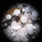 Fluorapatito (var. Carbonato-fluorapatito)
Esferas de 1 mm. aprox.
(Autor: Carles Rubio)