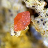 Vanadinita
Campo de visión de 1,5 mm
(Autor: Antonio Carmona)