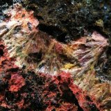 Kenhsuita
campo 1 cm.
(Autor: Adrian Pesudo)