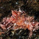 Kenhsuita
Grupo de cristales de más de 1 cm
(Autor: Adrian Pesudo)